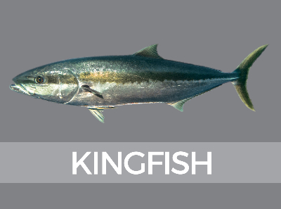 kingfish-species-id